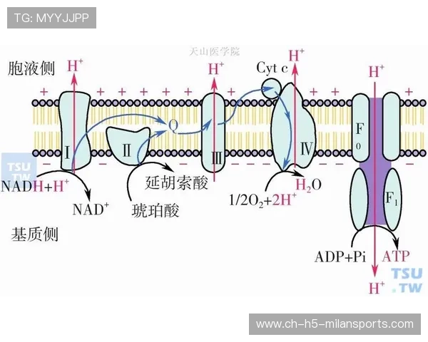 浙江队多线渗透节奏极具破坏性